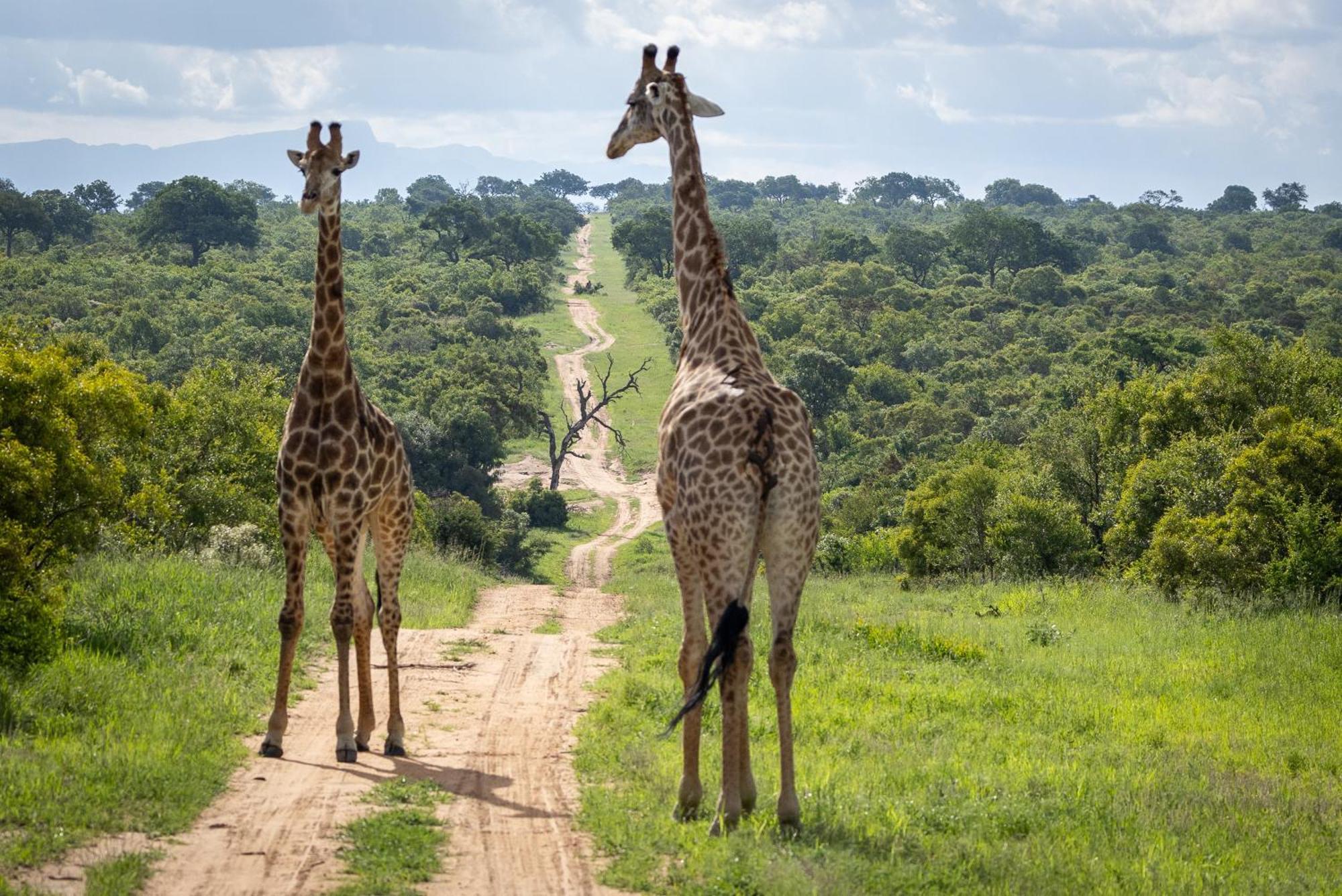 Tangala Safari Camp Vila Reserva de Caça Thornybush Exterior foto